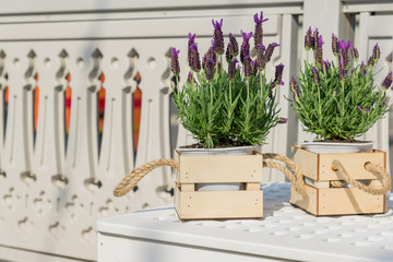 Beautiful blooming lavender in white pot and wooden decorative box in the garden.
