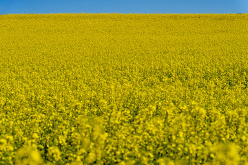 Rapsfeld mit blauem Himmel