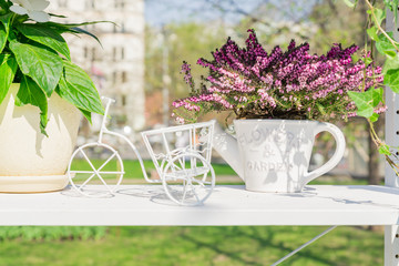 Spring garden decoration. White stellage with ceramics flowerpots and decorative bicycle. Blooming violet heather in watering can - obrazy, fototapety, plakaty