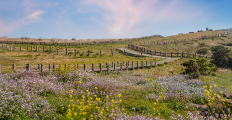 Fototapeta premium Bright spring landscape, bright flowering meadow. Udo Island, Republic of South Korea
