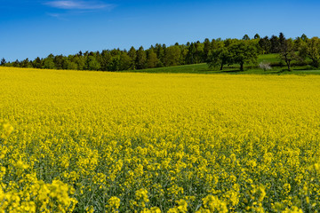 Rapsfeld mit Wald im Hintergrund