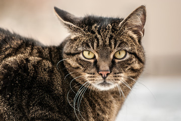 Getigerte Katze schaut misstrauisch in Kamera
