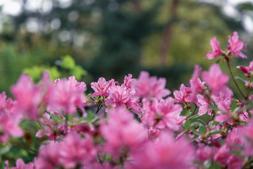 Shrub with pink flowers in the spring garden, beautiful natural floral background and texture