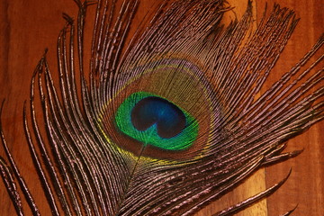 Obraz premium Wooden brown grain texture background with peacock feather