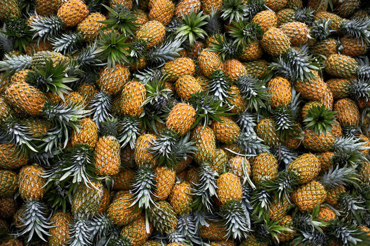 Large harvest of fresh pineapples stacked in pile