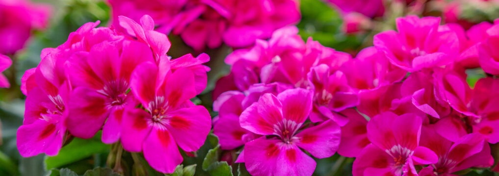 Geranien Panorama - Pinke Blumen