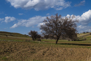 in spring, nature comes alive, apricot trees bloom and turn into leaves,