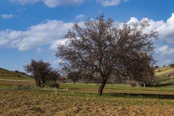 in spring, nature comes alive, apricot trees bloom and turn into leaves,