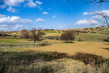 Fototapeta premium spring landscape in continental climate, leafless large apricot tree