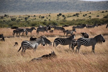 Fototapeta na wymiar zebras in africa