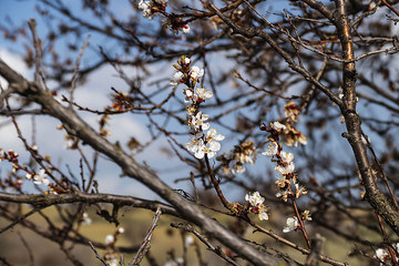 agricultural frost damage to apricot trees, fruit trees affected by cold weather,