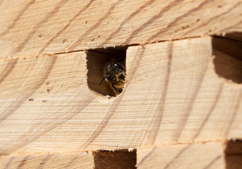 Biene Bienenhaus Wildbiene wild bee Solitärbiene 004