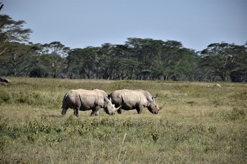 Obraz premium rhinoceroses