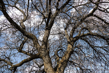 thick apricot tree and its branches, leafless large apricot tree and branches,