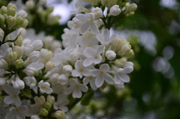 spring flowers, a lilac branch with flowers and buds on a background of green foliage