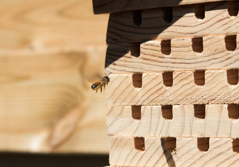 Biene Bienenhaus Wildbiene wild bee Solitärbiene 015