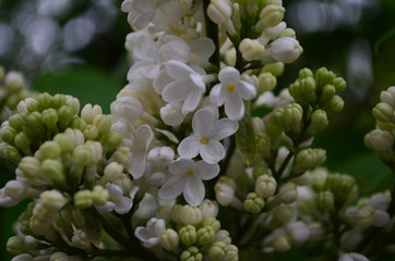 spring flowers, a lilac branch with flowers and buds on a background of green foliage
