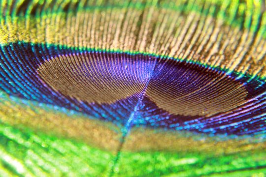 peacock feather background