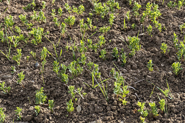 lentil plantation, lentil plant which started to develop in spring, green lentil field in continental climate,