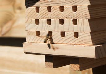 Biene Bienenhaus Wildbiene wild bee Solitärbiene 021