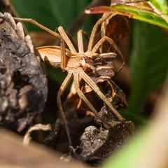 Listspinne (Pisaura Mirabilis), weibchen