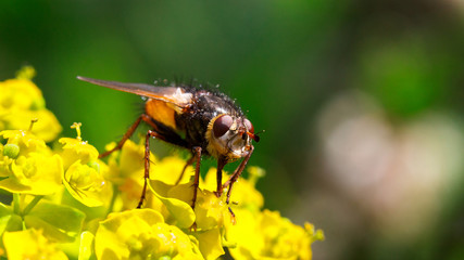 Fliege (Brachycea)