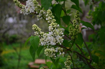 spring flowers, a lilac branch with flowers and buds on a background of green foliage