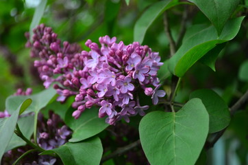 Naklejka na ściany i meble spring flowers, a lilac branch with flowers and buds on a background of green foliage