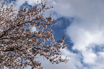 Obraz premium blue sky and flowering almond trees in the spring months,