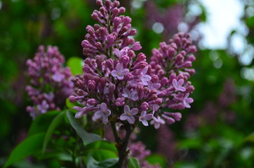 spring flowers, a lilac branch with flowers and buds on a background of green foliage