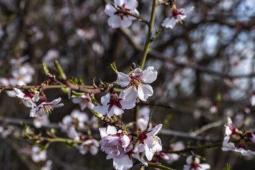flowering almond tree close-up, flowering fruit trees,