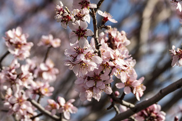flowering almond tree close-up, flowering fruit trees,