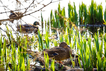 A pair of ducks, male and female, are standing on the shore of the lake
