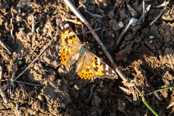 spring bear and butterflies, close-up butterfly,