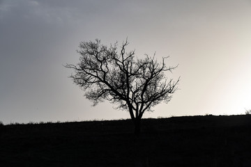 silhouette of dry tree at sunset, dry tree silhouettes in nature,