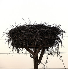 storks nest in the spring months
