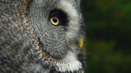 portrait of an owl