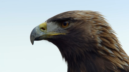 portrait of an eagle