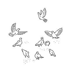 Flock of urban wild pigeons pecks seeds. Set flying and sitting birds line art style character vector black white isolated illustration.