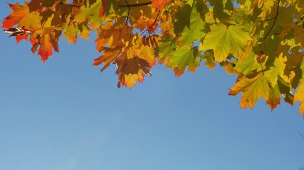 Fototapeta na wymiar Autumn colorful bright branch tree with bright foliage on a blue sky background