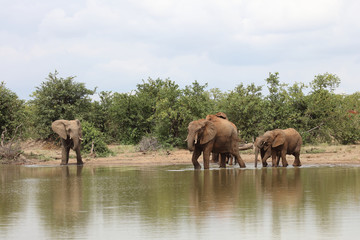 Afrikanischer Elefant / African elephant / Loxodonta africana