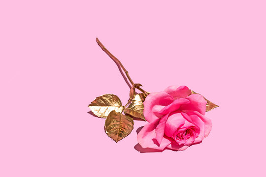 Pink Rose Flower, Studio Shot