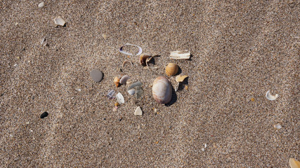 Muscheln am Strand