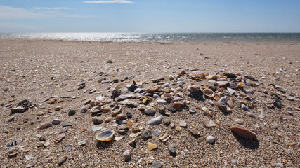 Muscheln am Strand