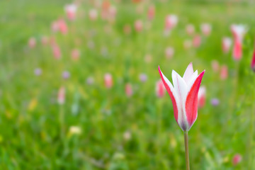 Tulipa clusiana Wild pink Lady Tulip Tulipa clusiana from Kashmir, Afghanistan, Iran, Iraq,...