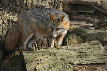 Fox on a Log