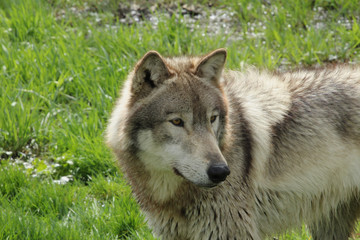 Fototapeta premium Intense Stare