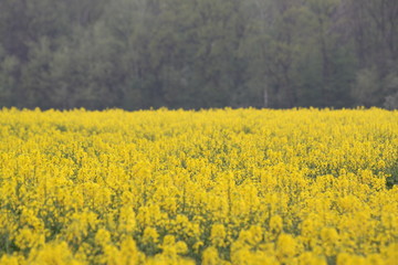 Kwitnące na żółto pole rzepaku i las w tle © Seance_Photo_Sylwia