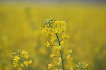 Kwitnący na żółto rzepak kwiat