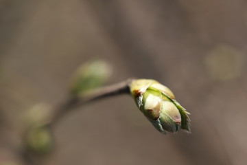 Pąk kasztanowca makro © Seance_Photo_Sylwia